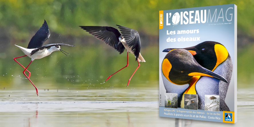 Couverture Oiseau Magazine n°145