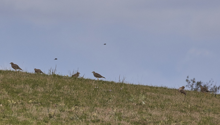 Monitoring of Stone-curlew Post-nuptial Gatherings 2027