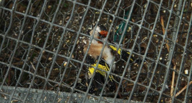 Chardonneret élégant pris au piège