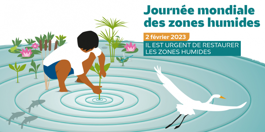 Une personne est accroupie les pieds dans l'eau, elle plante de la végétation. On distingue des poissons en transparence. Et un échassier que l'on suppose être une Grande aigrette prend son envol.