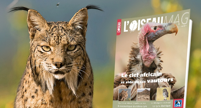 Couverture revue L'Oiseau Mag n°127