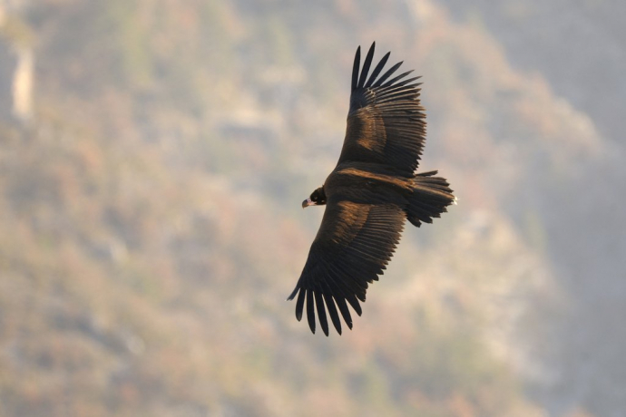 Vautour moine en vol