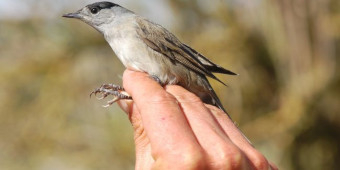 Le 200 000e oiseau bagué sur la Réserve naturelle de Moëze-Oléron : une Fauvette à tête noire