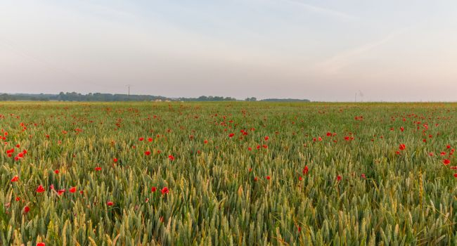 Champ de coquelicots