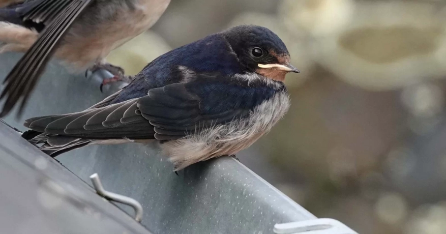 Hirondelle rustique juvénile