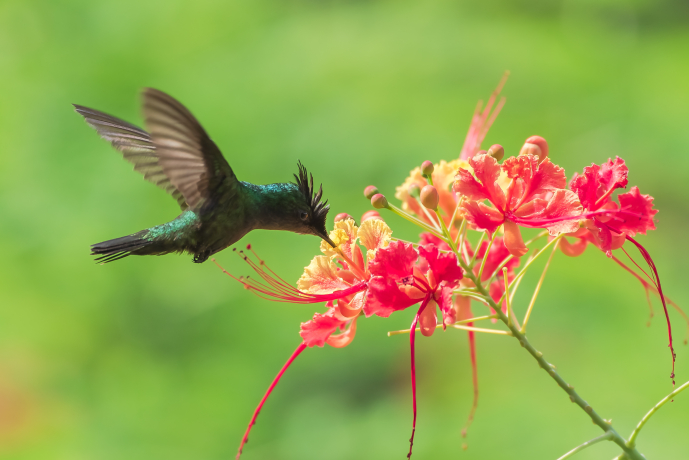 Colibri huppé
