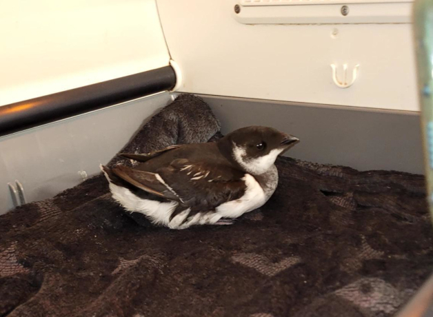 Mergule nain en soins