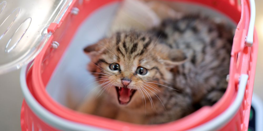 Chaton forestier lors de sa pesée © Cyril BURGARELLA
