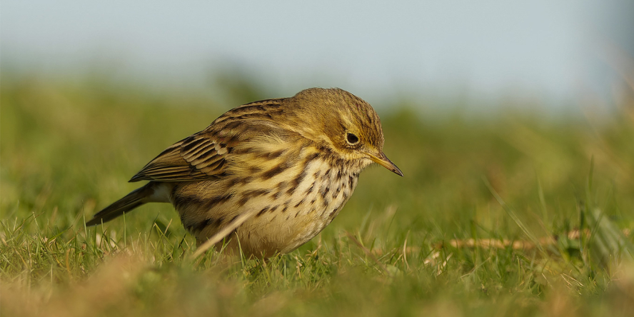 Pipit farlouse © Colombe Photographie