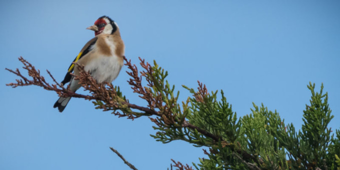 Chardonneret élégant sur une branche