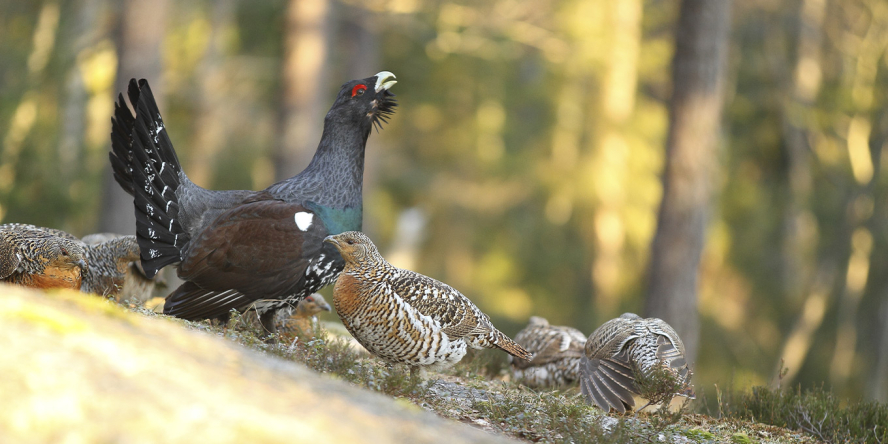 Grand tétras © Emile Barbelette