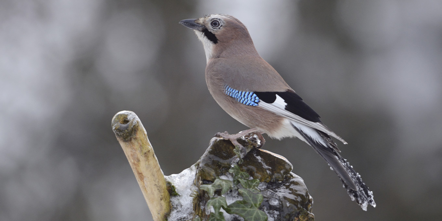 Geai des chênes Fabrice Cahez