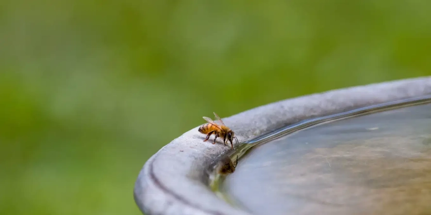 abeille buvant dans un abreuvoir