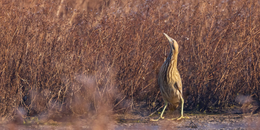 Butor étoilé dans son milieu naturel