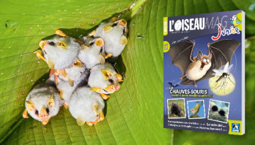 Couverture Oiseau Mag Junior