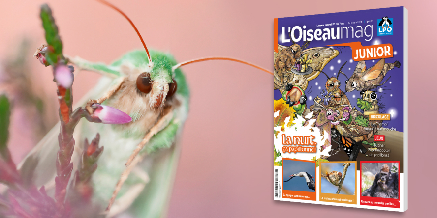 Verdoyante sur une bruyère en fleur et couverture de l'Oiseau Mag junior