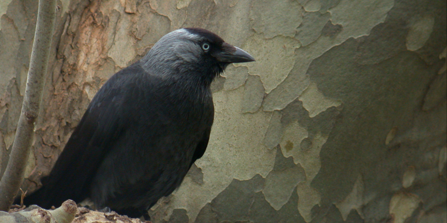 Choucas des tours posé en haut d'un arbre