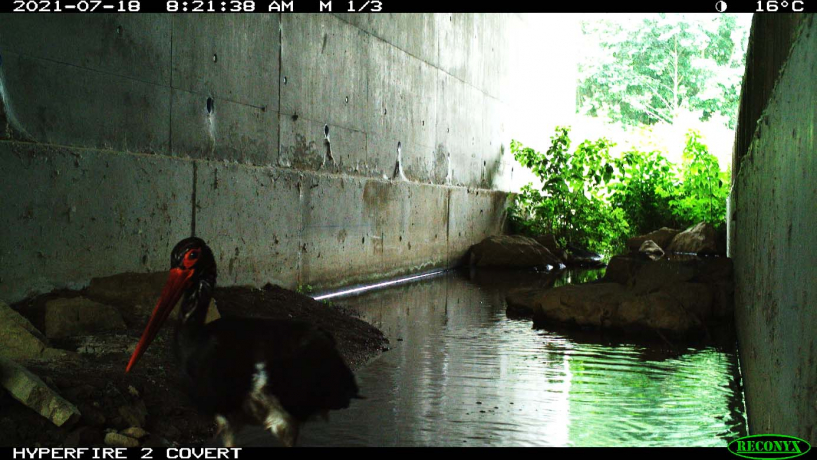 Cigogne noire dans l'eau