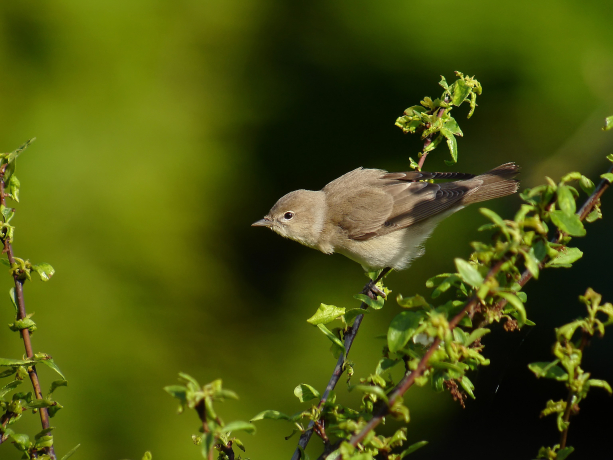 Fauvette des jardins sur une branche