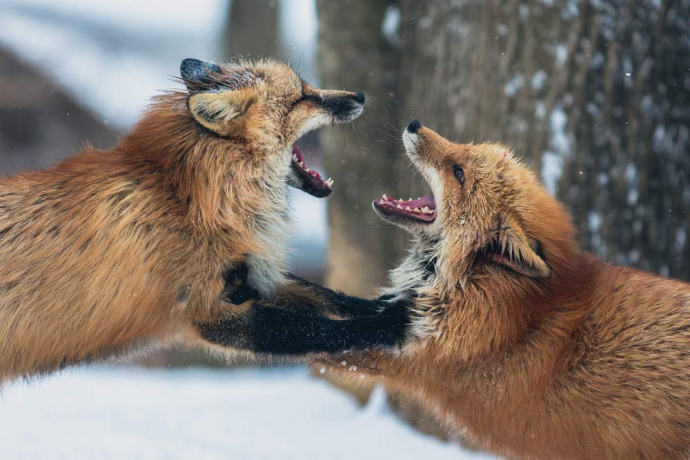 deux renards roux face à face la gueule ouverte