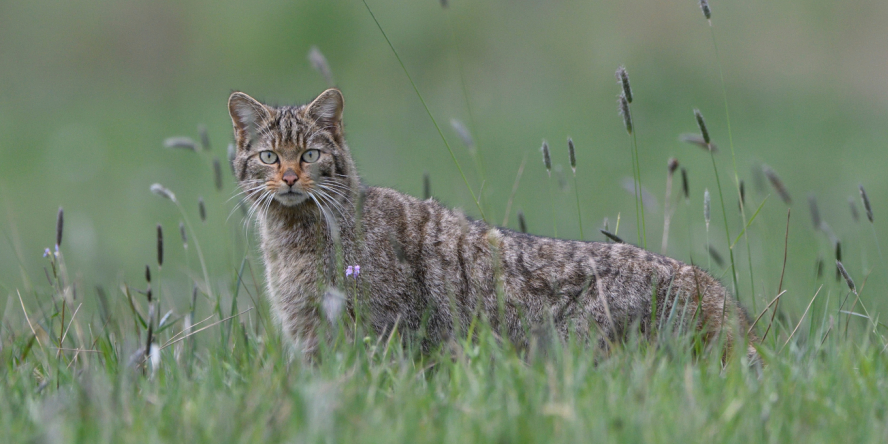 Chat forestier observant le photographe dans les herbes hautes