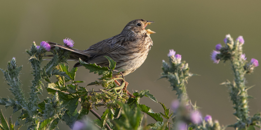 Bruant proyer (Emberiza calandra) – Crédit photo : Fabrice Cahez