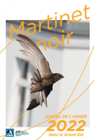 couverture du dépliant « Martinet noir : oiseau de l'année 2022 »
