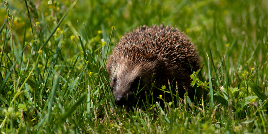 Hérisson d'Europe dans l'herbe