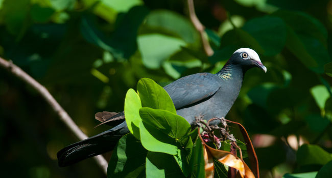 Pigeon à couronne blanche