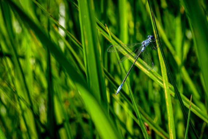 Leste à grands stigmas- Lestes Macrostigma