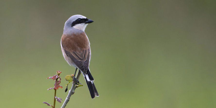 Pie-grièche écorcheur (Lanius collurio) – Crédit photo : Fabrice Cahez
