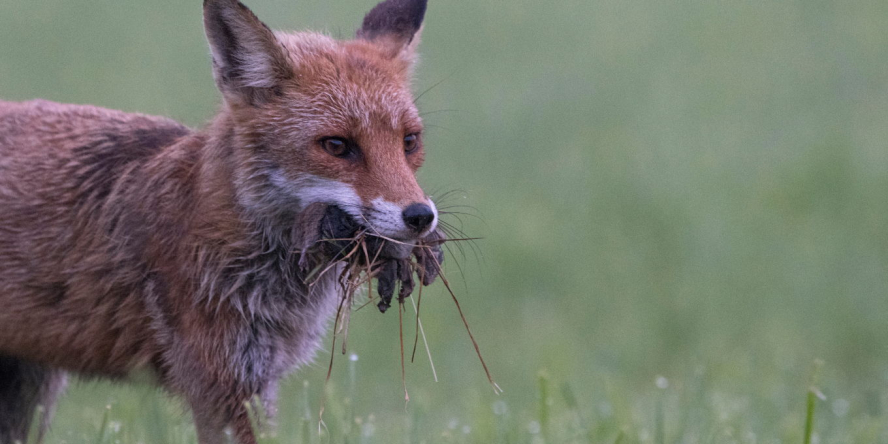 Renard roux qui revient de la chasse avec plein de rongeurs dans la gueule