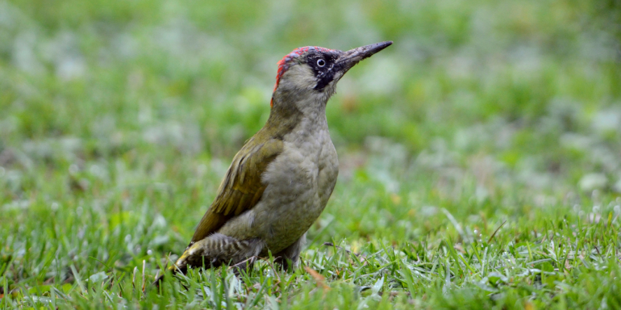 Pic vert de profil posé au sol dans l'herbe