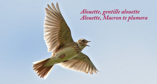 Alouette en vol