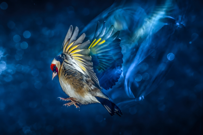 Chardonneret élégant (Carduelis carduelis)