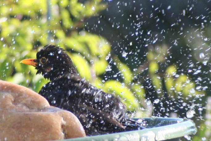 Merle noir au bain - Amaury Louvet