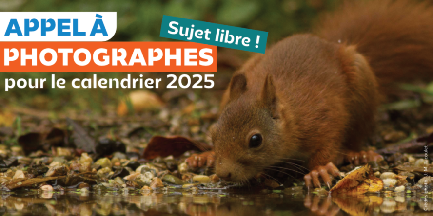 Ecureuil roux en train de boire l'eau d'une flaque