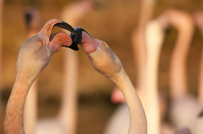 Flamants roses