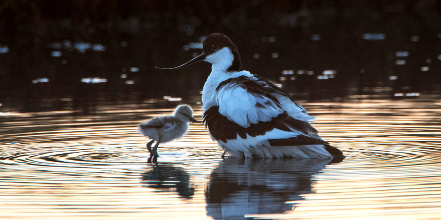 Avocette élégante et son poussin les pattes dans l'eau