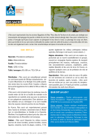 Fiche médiation sur l'Ibis sacré