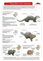 Fiche 3 : Mammifères semi-aquatiques