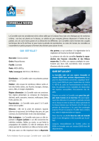 Fiche médiation : Corneille noire