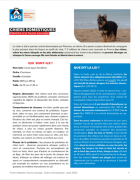 Fiche médiation "chiens domestiques"