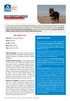 Fiche médiation "chiens domestiques"