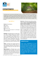 Fiche médiation sur le Moustique tigre