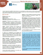 Fiche médiation : Martre des pins