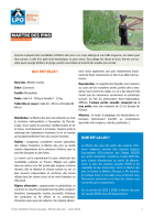 Fiche médiation sur la Martre des pins