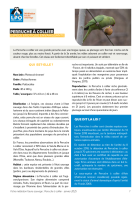 Première page de la fiche médiation portant sur les perruches à collier