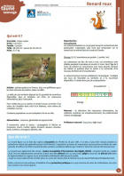 Fiche médiation : Renard roux