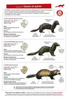 Fiche 2 : Visons et Putois